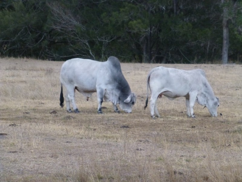 Ban Ban QLD 4625