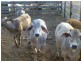 Ban Ban QLD 4625