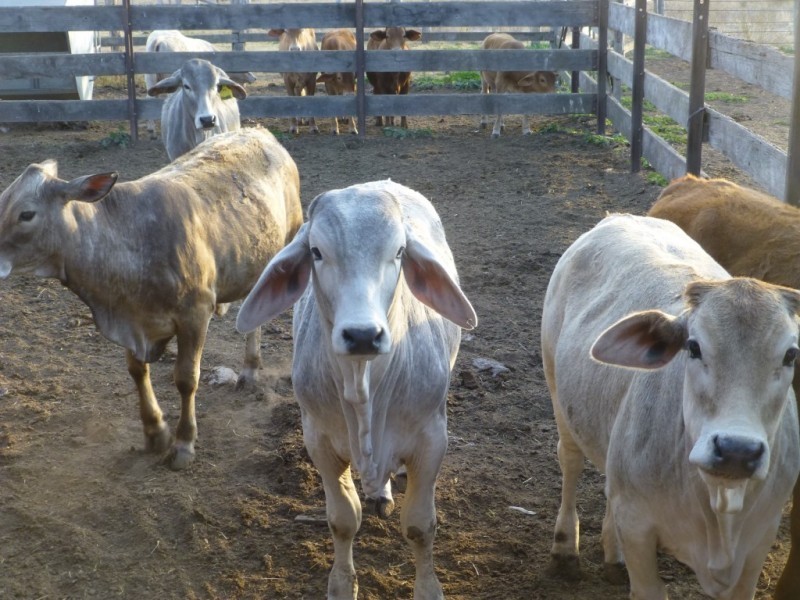 Ban Ban QLD 4625
