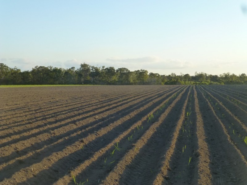 Redridge QLD 4660