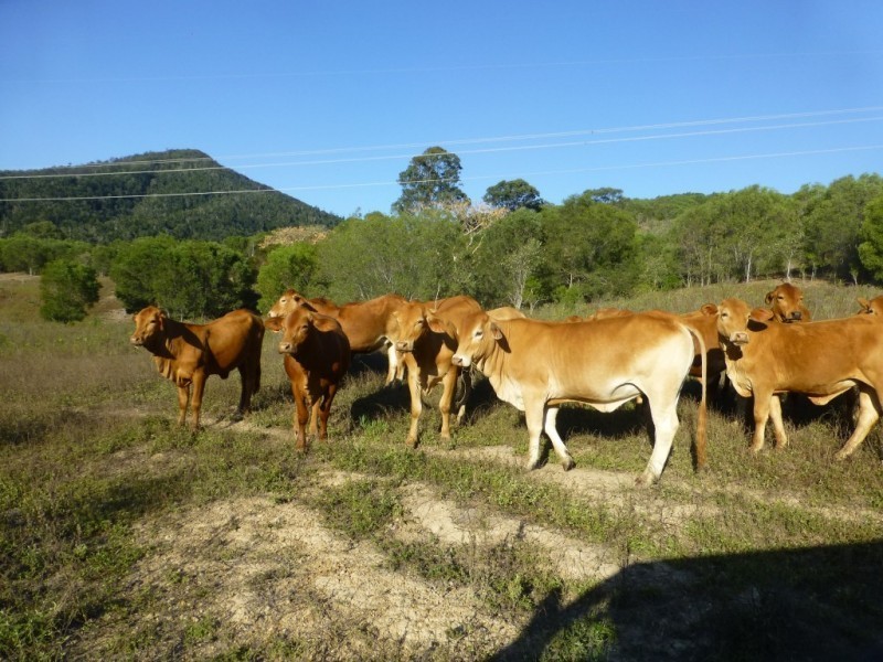 Woowoonga QLD 4621