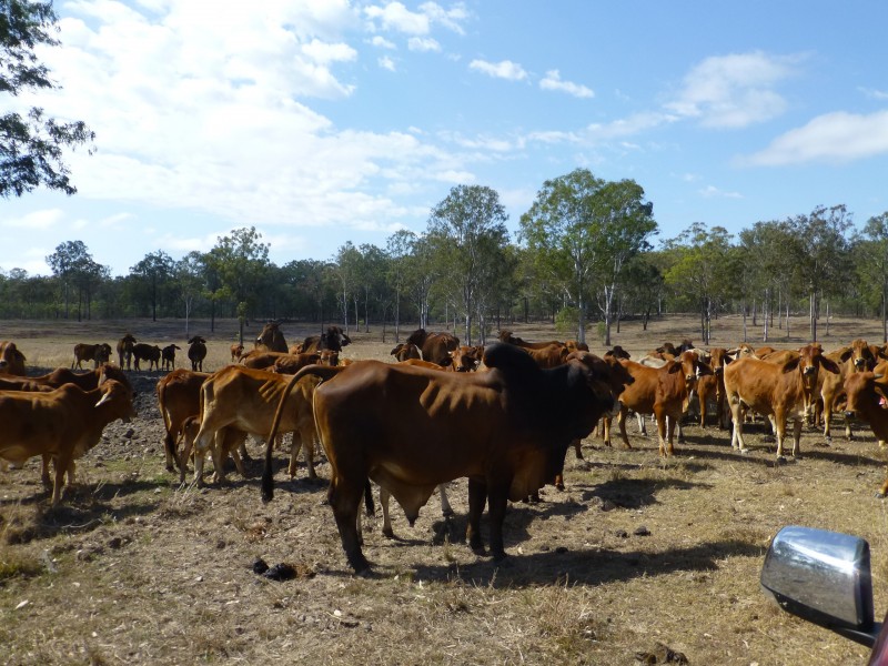Biggenden QLD 4621