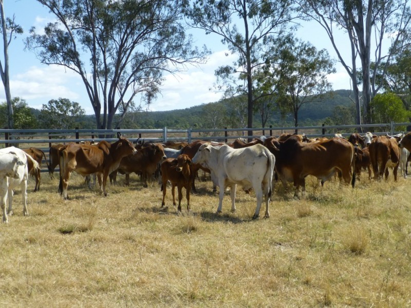 Biggenden QLD 4621