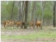 Lot 15,  GOLDEN FLEECE ROAD, Biggenden QLD 4621