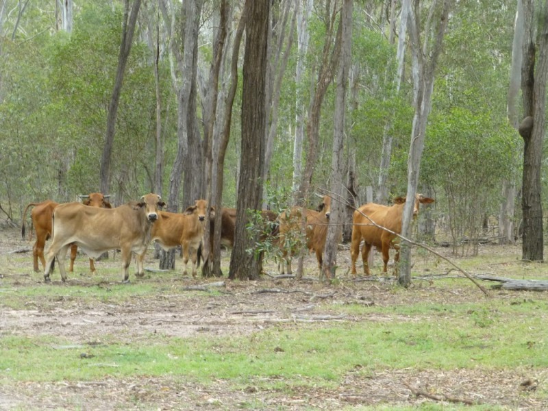 Lot 15,  GOLDEN FLEECE ROAD, Biggenden QLD 4621