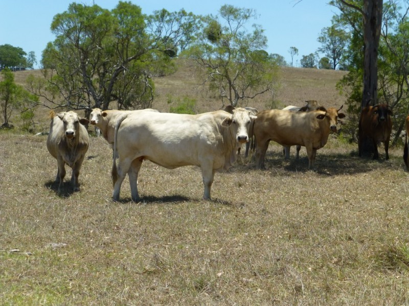 Dallarnil QLD 4621