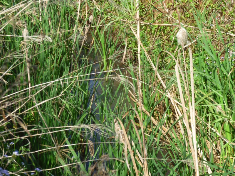 112 BUTCHERS ROAD, South Isis QLD 4660