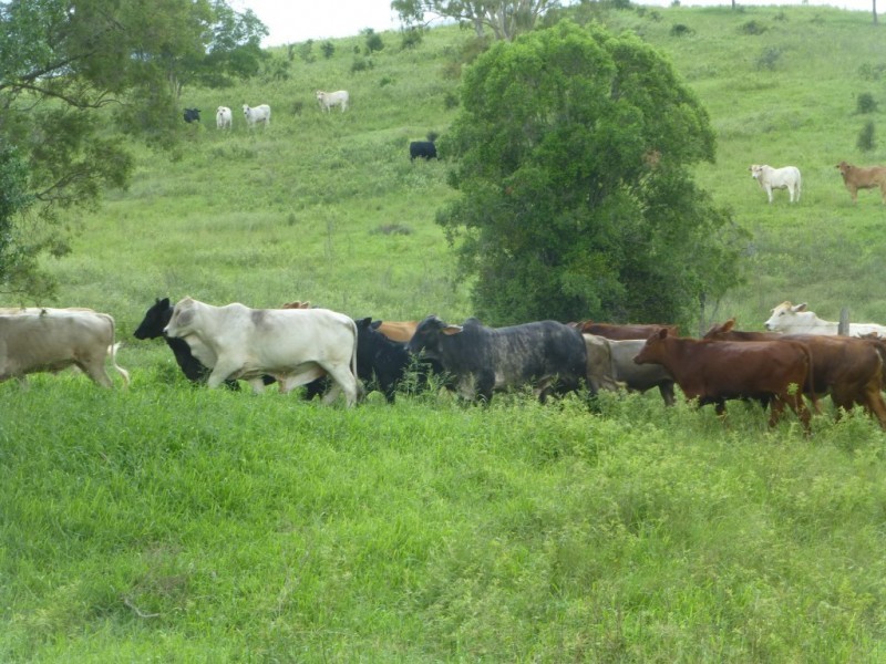 Woowoonga QLD 4621