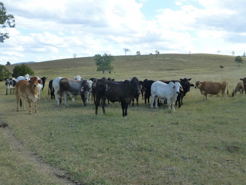 Coringa QLD 4621