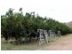 Mundubbera QLD 4626