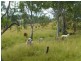 403 ANYARRO ROAD, Kapaldo QLD 4630