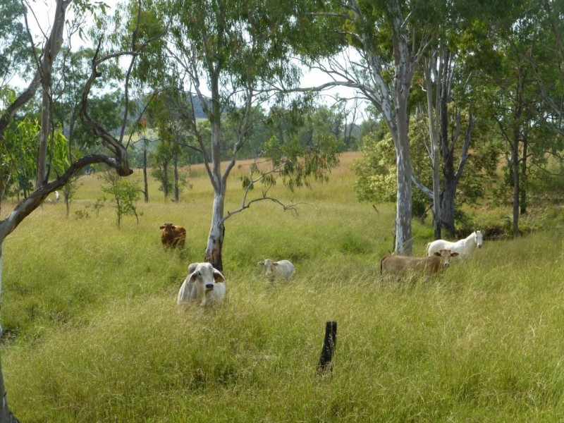 403 ANYARRO ROAD, Kapaldo QLD 4630