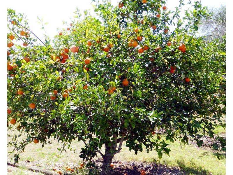 16302 Burnett Highway, Gayndah QLD 4625