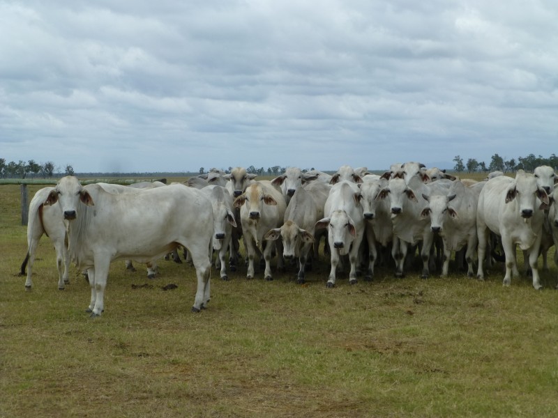 Maryborough QLD 4650