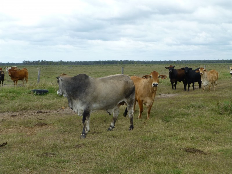 Maryborough QLD 4650