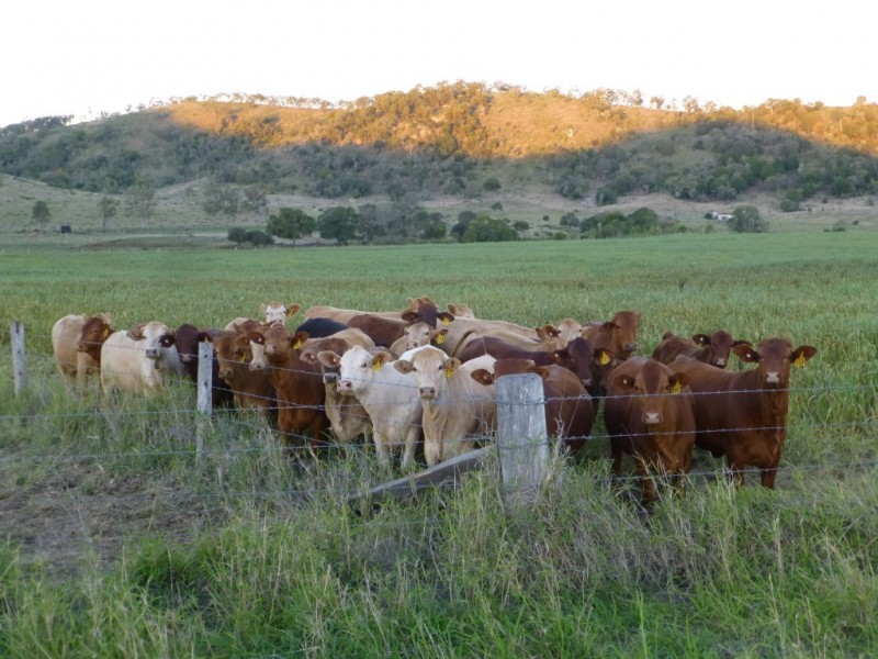 Coalstoun Lakes QLD 4621