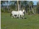 Eureka QLD 4660