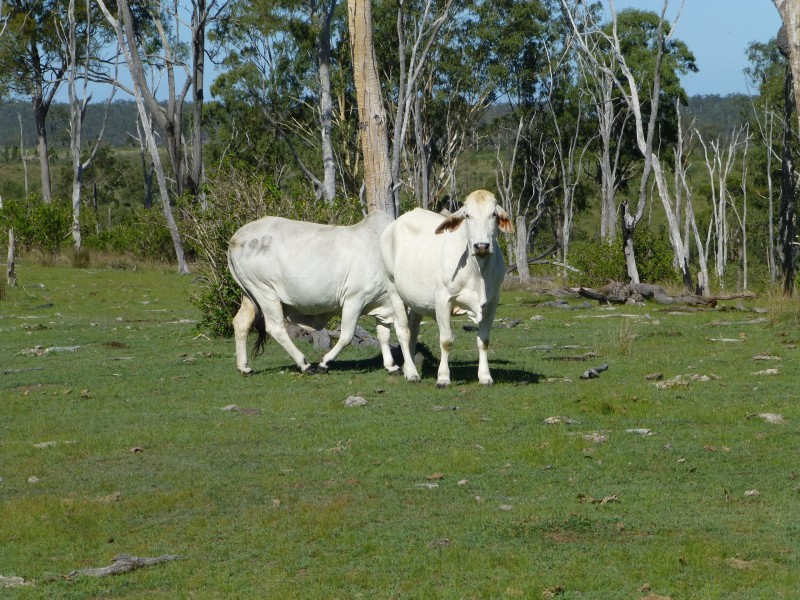 Eureka QLD 4660