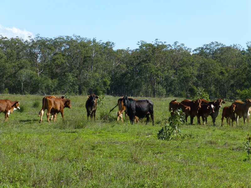 South Isis QLD 4660