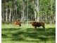 459 SWINDLE CREEK ROAD, Lakeside QLD 4621