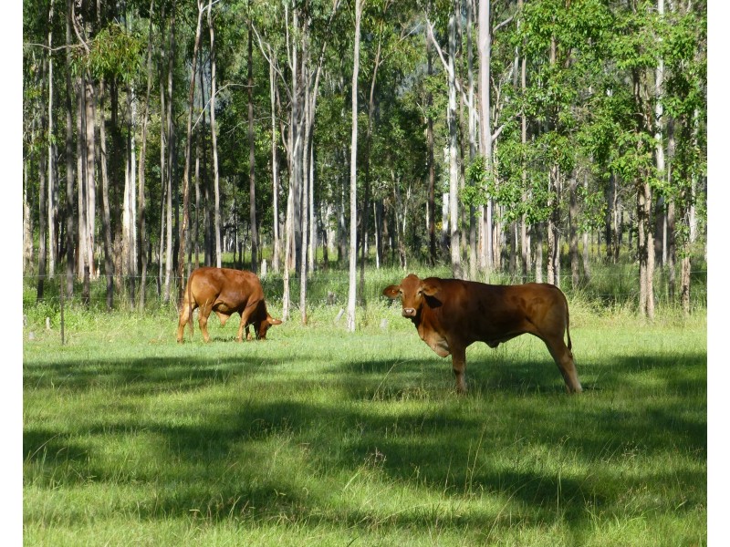 459 SWINDLE CREEK ROAD, Lakeside QLD 4621