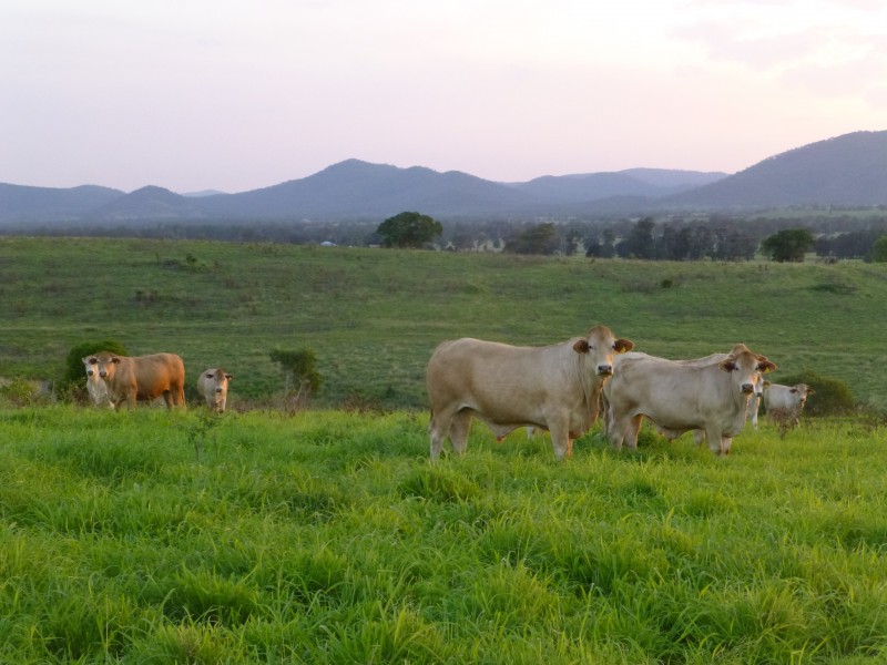 197 MITCHELLS ROAD, Degilbo QLD 4621