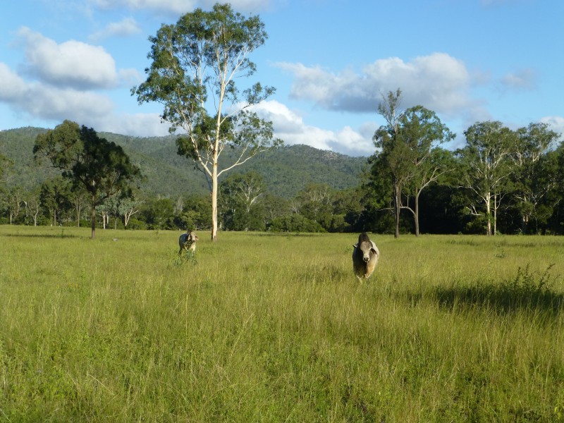 Coalstoun Lakes QLD 4621
