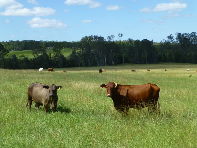 Dunmora QLD 4650