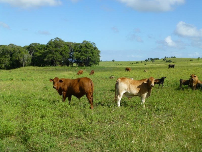Dallarnil QLD 4621