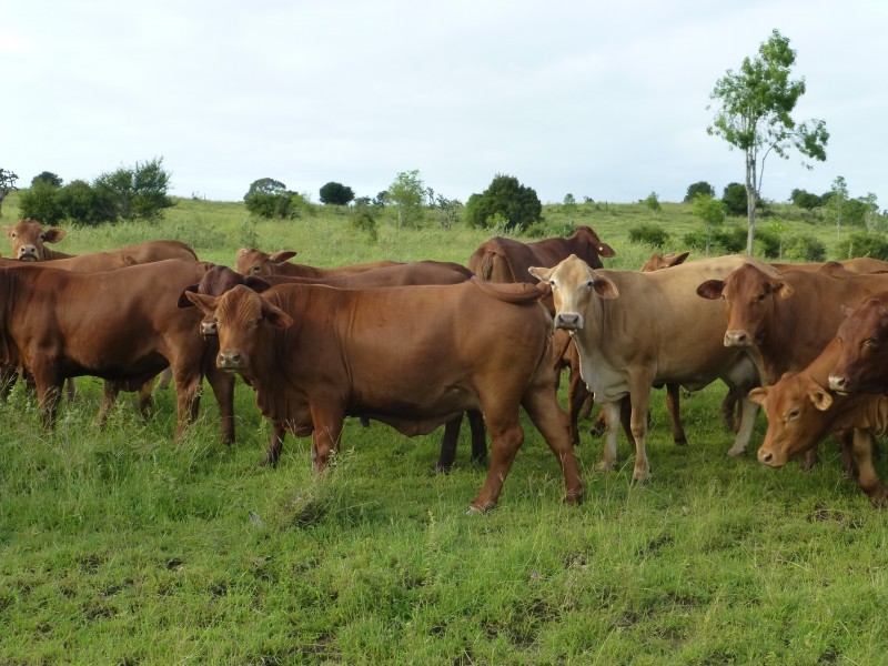 Dallarnil QLD 4621