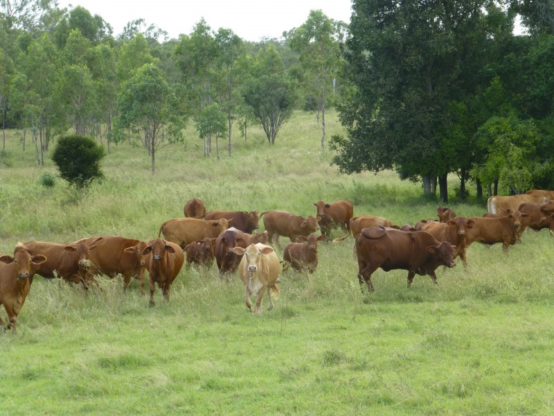 Dallarnil QLD 4621