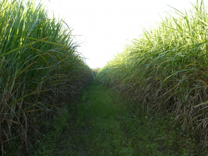 North Gregory QLD 4660