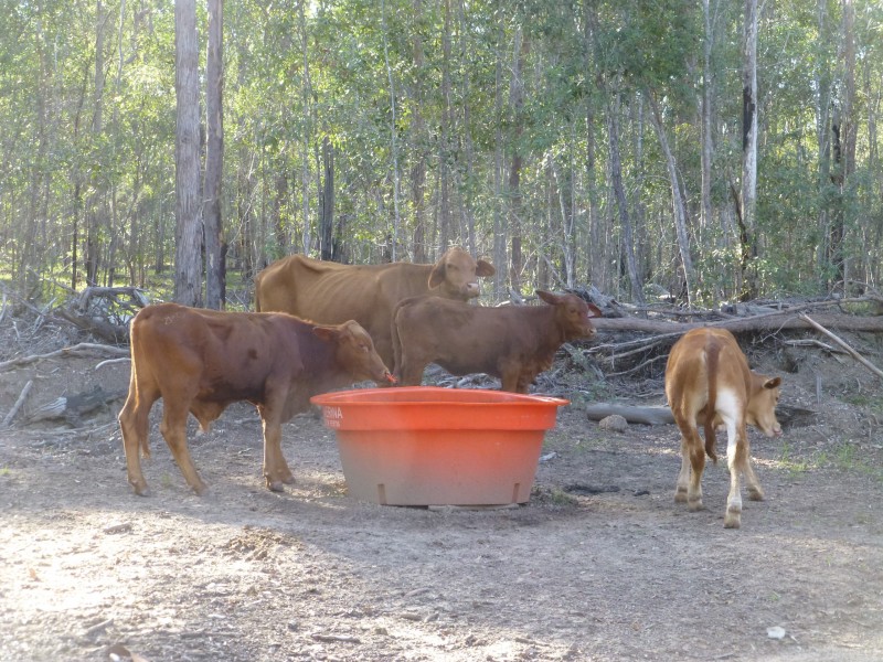Teebar QLD 4620