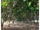 92 LYNWOOD ROAD, North Isis QLD 4660