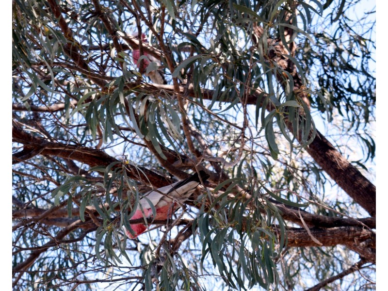 37 Boyd Road, Gayndah QLD 4625