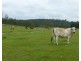 Gayndah QLD 4625