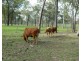 Eureka QLD 4660