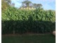 16 Watkins STREET, Buxton QLD 4660