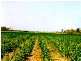 Bundaberg QLD 4670