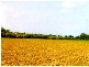 Bundaberg QLD 4670