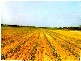 Bundaberg QLD 4670