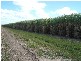 Bundaberg QLD 4670