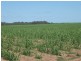 McDonalds Road, Farnsfield, Childers QLD 4660