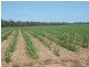 McDonalds Road, Farnsfield, Childers QLD 4660