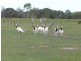 Buxton QLD 4660