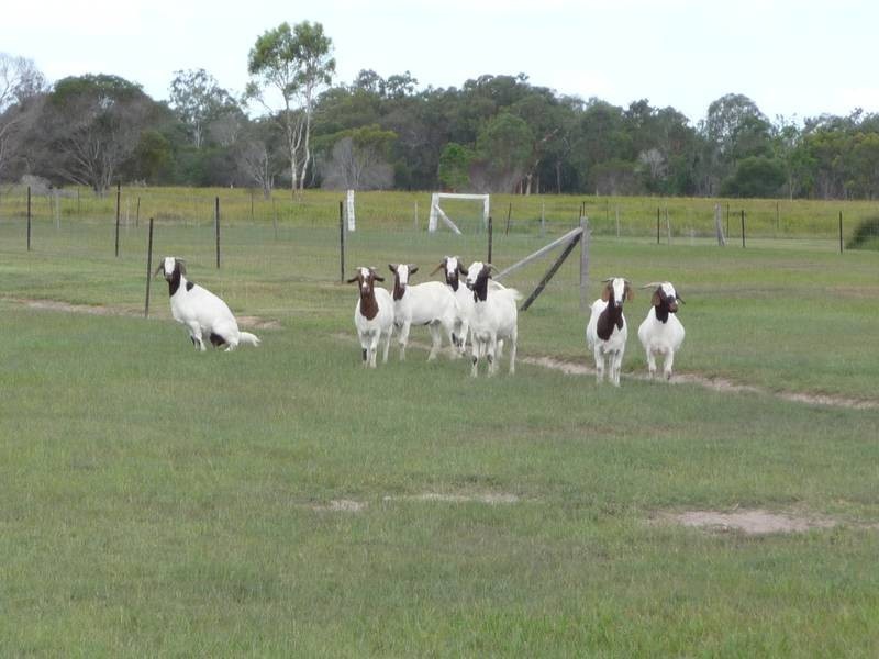 Buxton QLD 4660