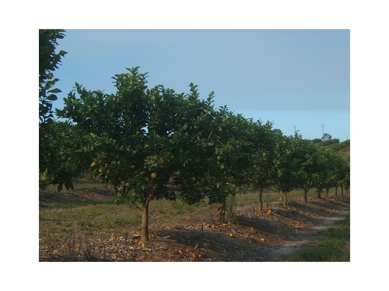 Scotneys Road, Moorland, Bundaberg QLD 4670