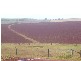 South Isis QLD 4660
