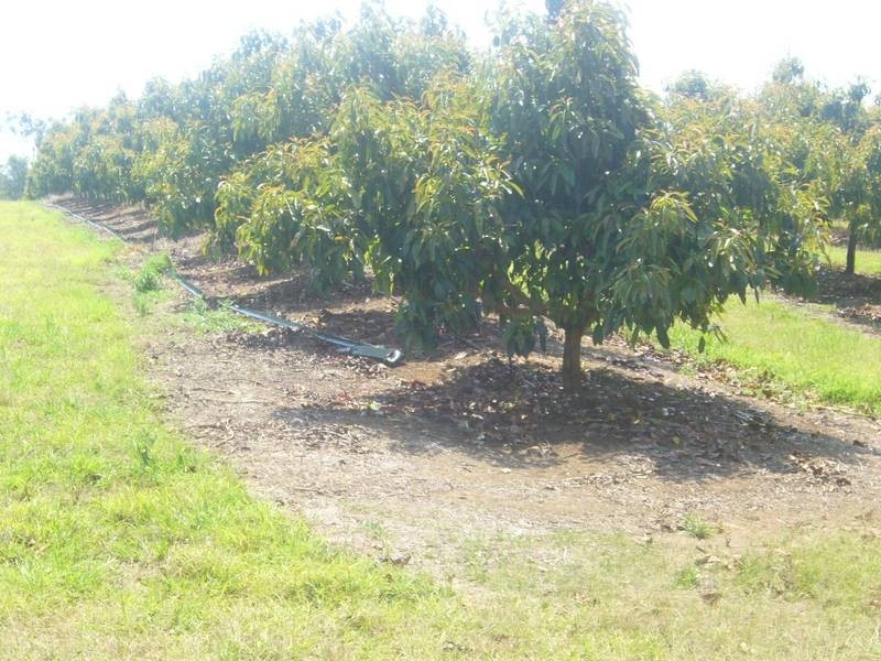 497 Knockroe Road, North Isis, Childers QLD 4660