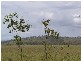 Ban Ban QLD 4625